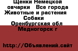 Щенки Немецкой овчарки - Все города Животные и растения » Собаки   . Оренбургская обл.,Медногорск г.